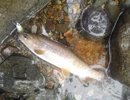 九頭竜川水系でイワナ釣り